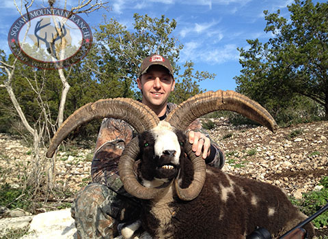 Four Horn Sheep Hunts Texas Trophy Hunting