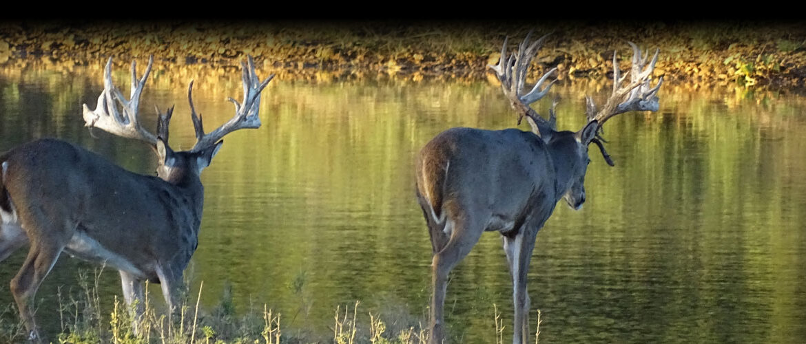 Whitetail Deer Hunts in Texas Squaw Mountain Ranch
