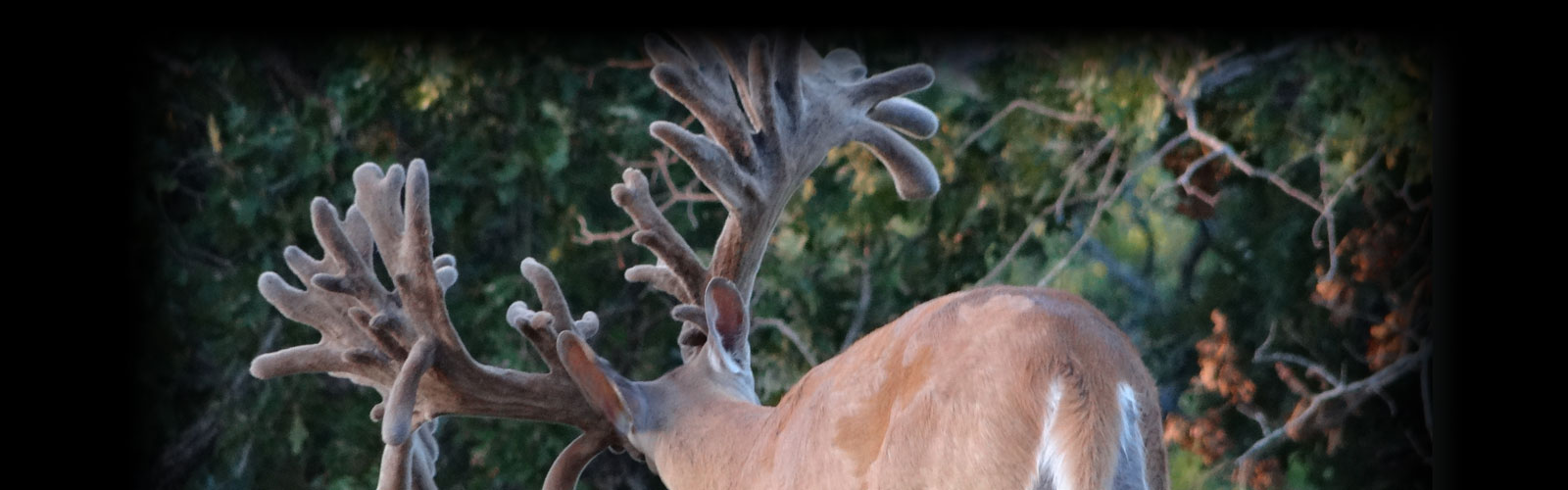 Whitetail Deer Hunts in Texas Squaw Mountain Ranch