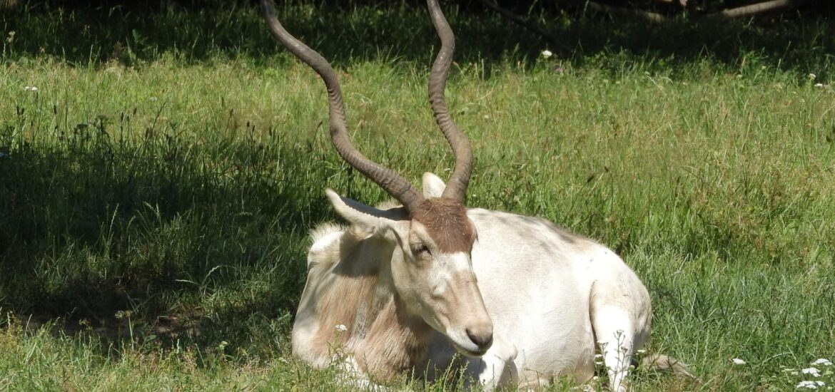Trophy Addax Hunkered Down in Grass