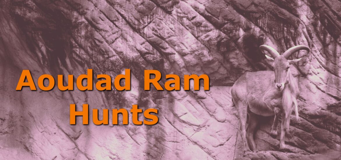 Aoudad Ram Standing on the Face of a Cliff