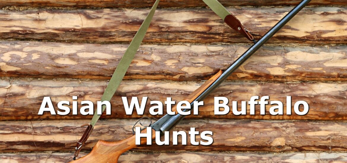 Asian Water Buffalo Hunting rifle hanging on the wall of a log cabin.