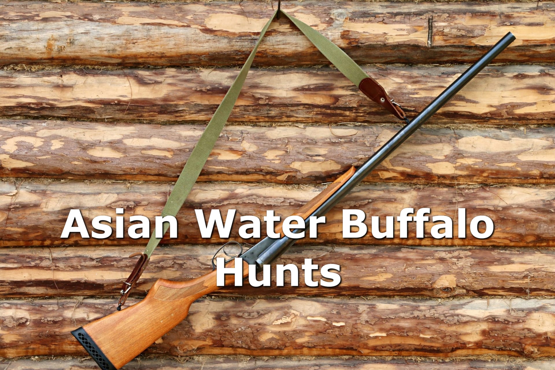 Asian Water Buffalo Hunting rifle hanging on the wall of a log cabin.