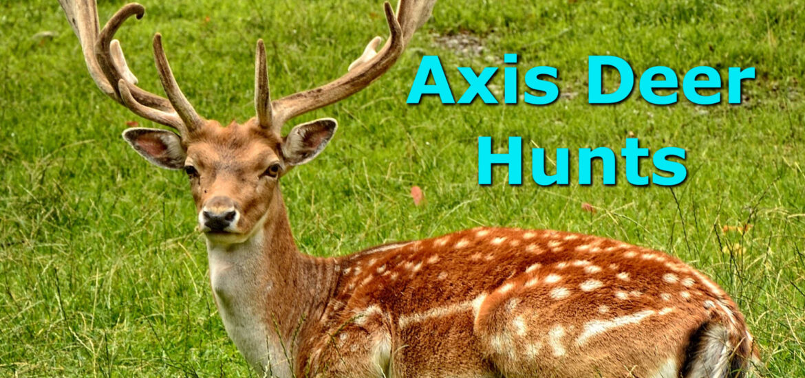 Trophy Axis Deer resting in a field
