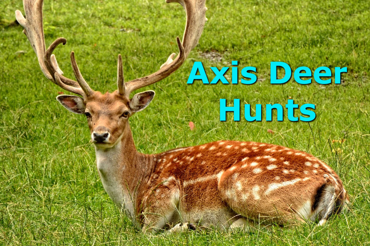 Hunting Trophy Axis Deer in Texas Enjoy Solo or Guided Axis Deer Hunts