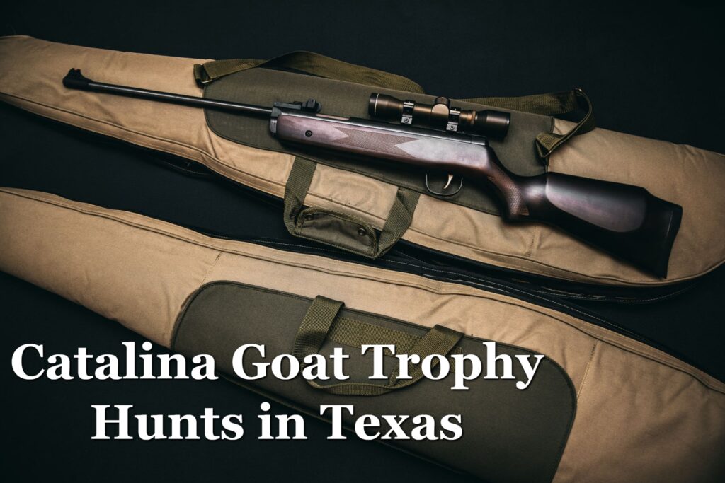 Successful Catalina Goat Trophy Hunts in Texas Trophy Hunting Tips