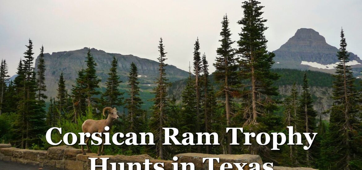 Corsican Ram Trophy Hunts in Texas