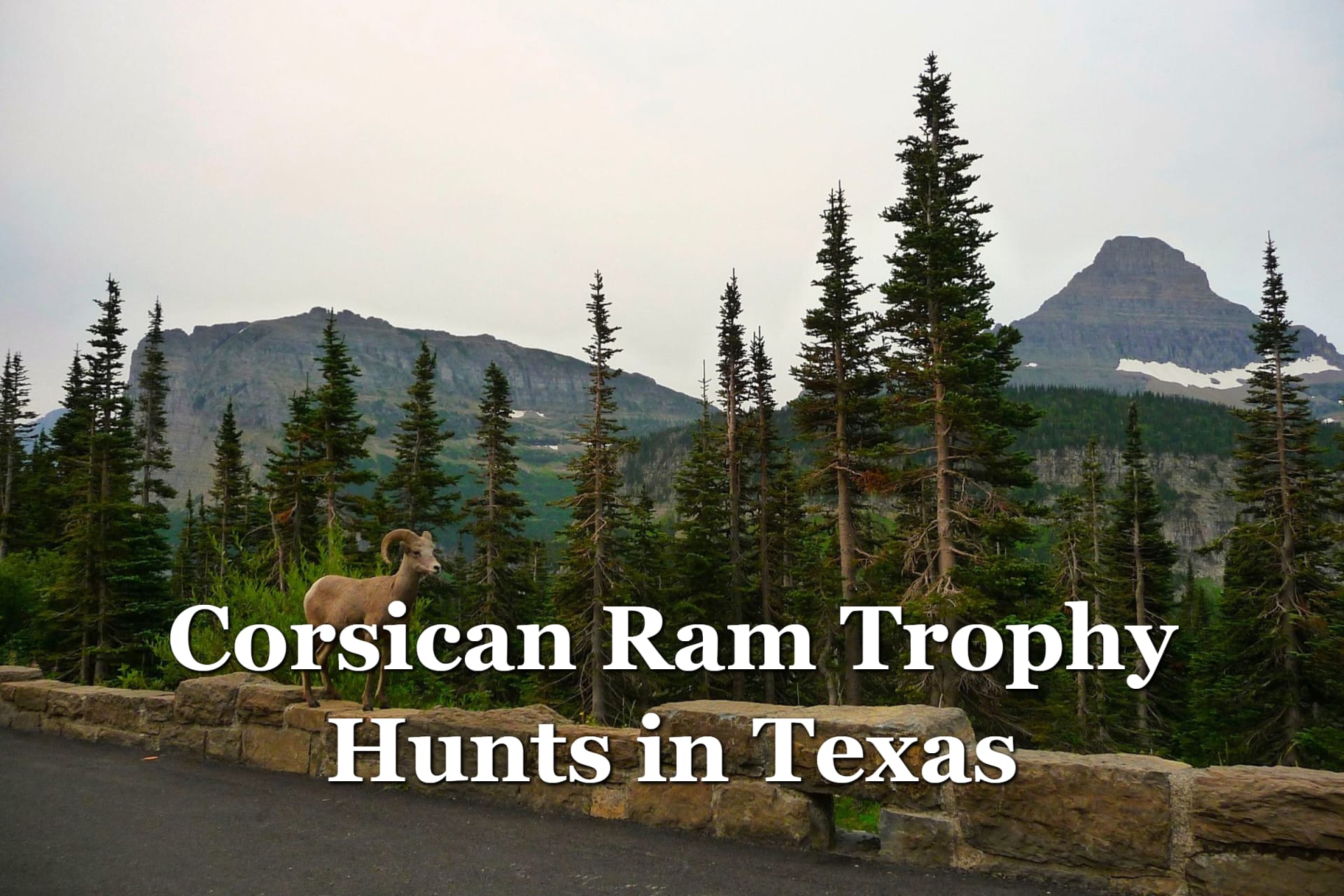 Corsican Ram Trophy Hunts in Texas