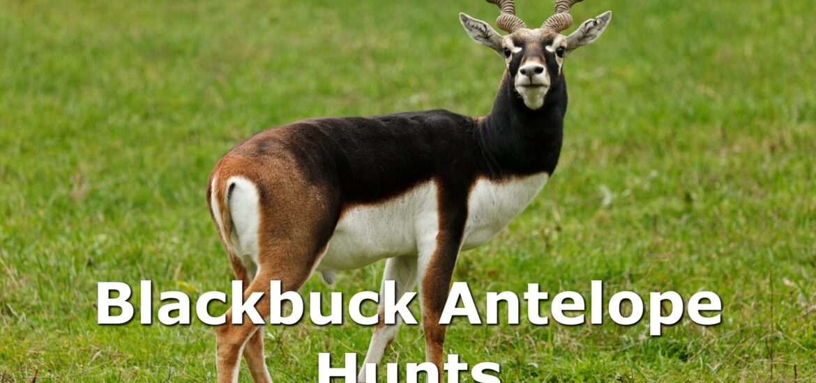 Magestic Blackbuck Antelope Standing in a Field