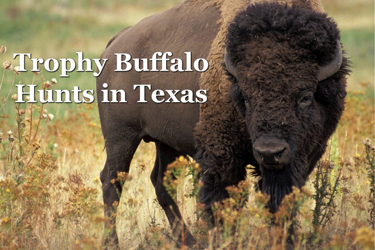 Trophy Buffalo Hunts in Texas Tips for Success when Hunting Buffalo