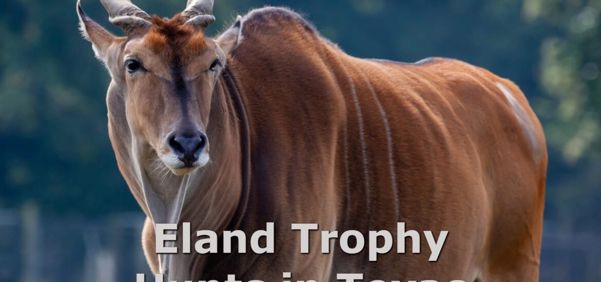 Majestic Eland Trophy Hunts in Texas