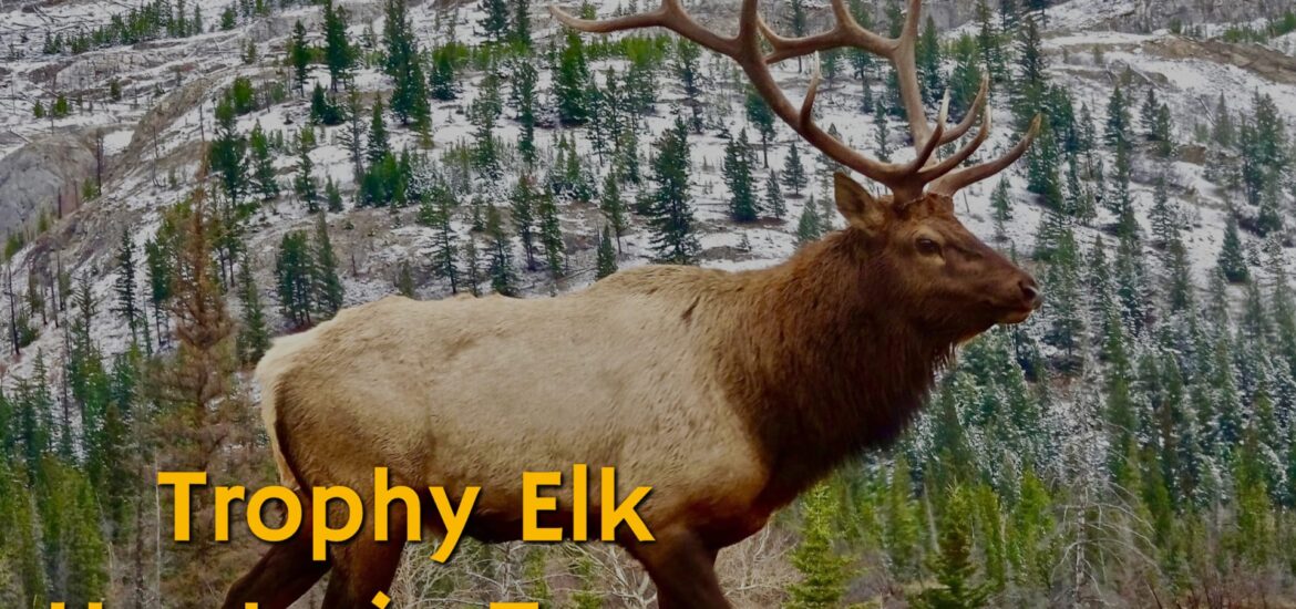 Trophy Elk Hunts in Texas