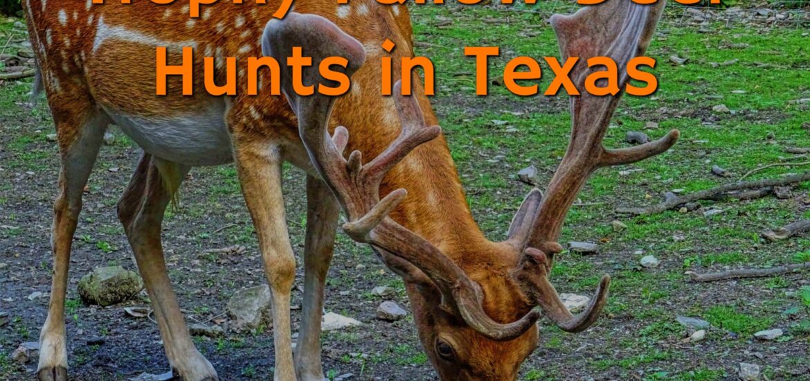Fallow Deer from Fallow Deer Hunts in Texas