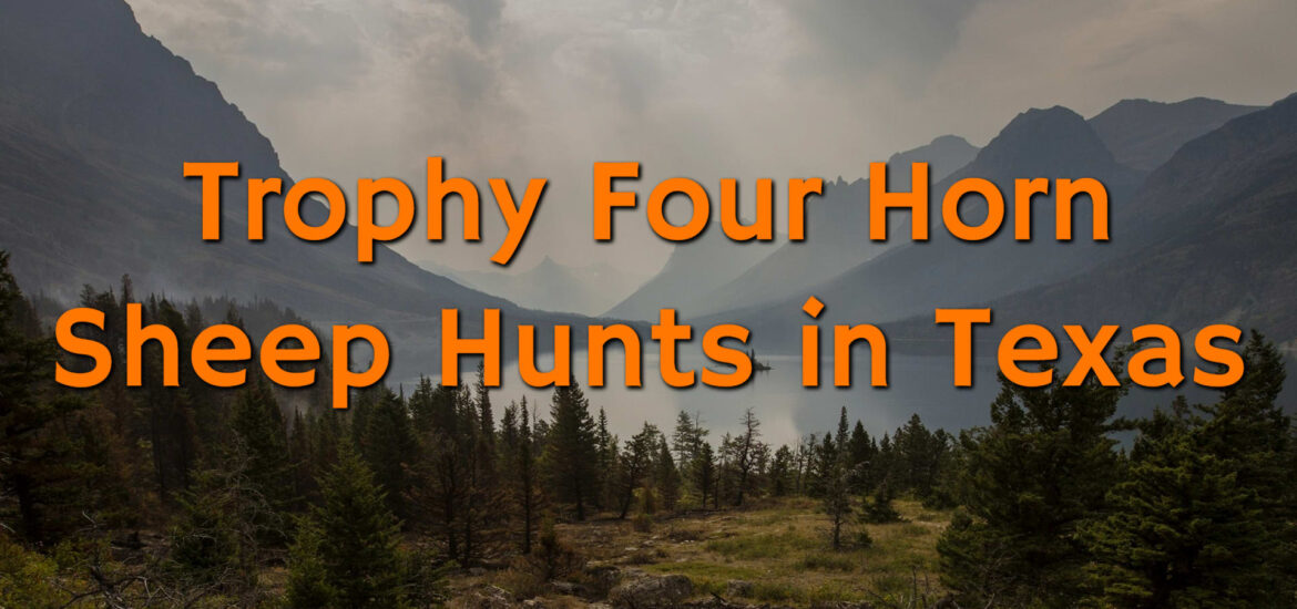 Trophy Four Horn Sheep Hunts in Texas