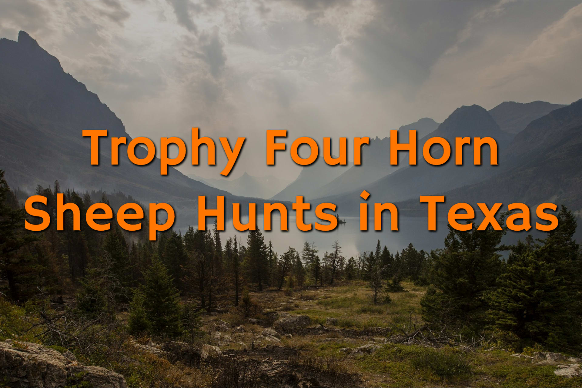 Trophy Four Horn Sheep Hunts in Texas