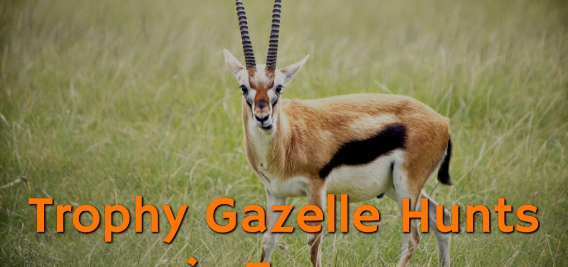 Majestic Gazelle at the Trophy Gazelle Hunts in Texas