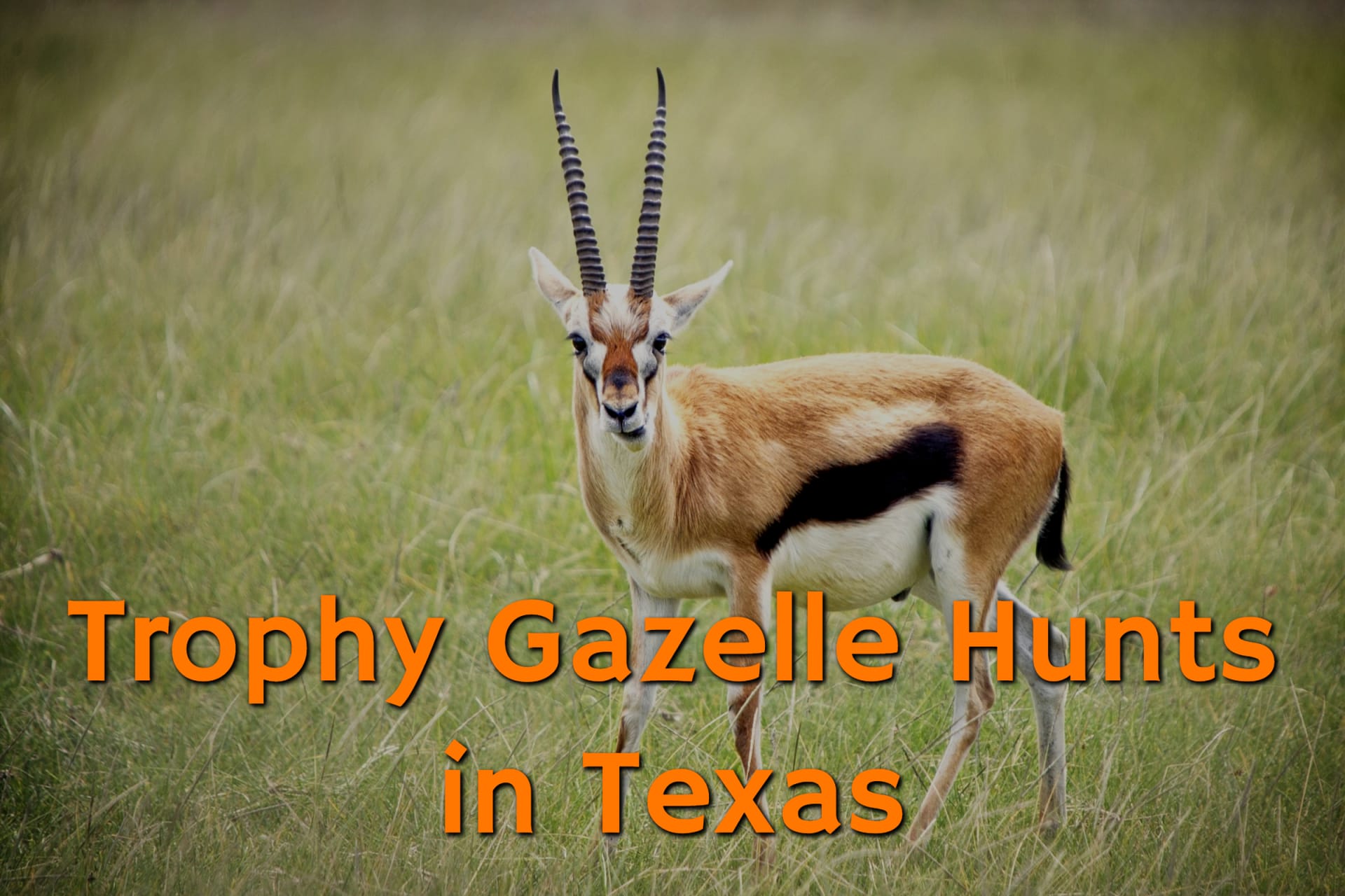 Majestic Gazelle at the Trophy Gazelle Hunts in Texas