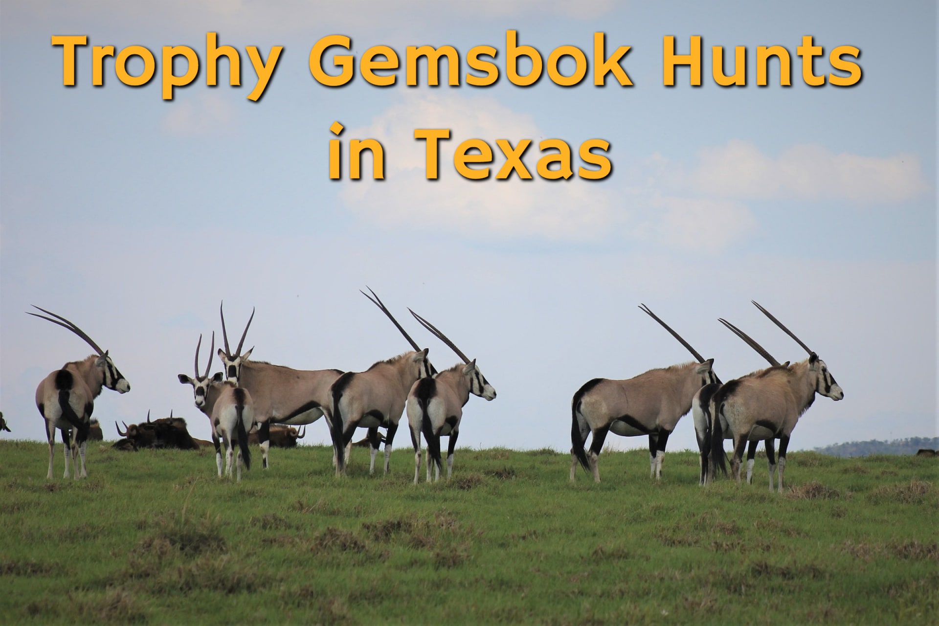 A herd of gemsbok on a ridge in Texas