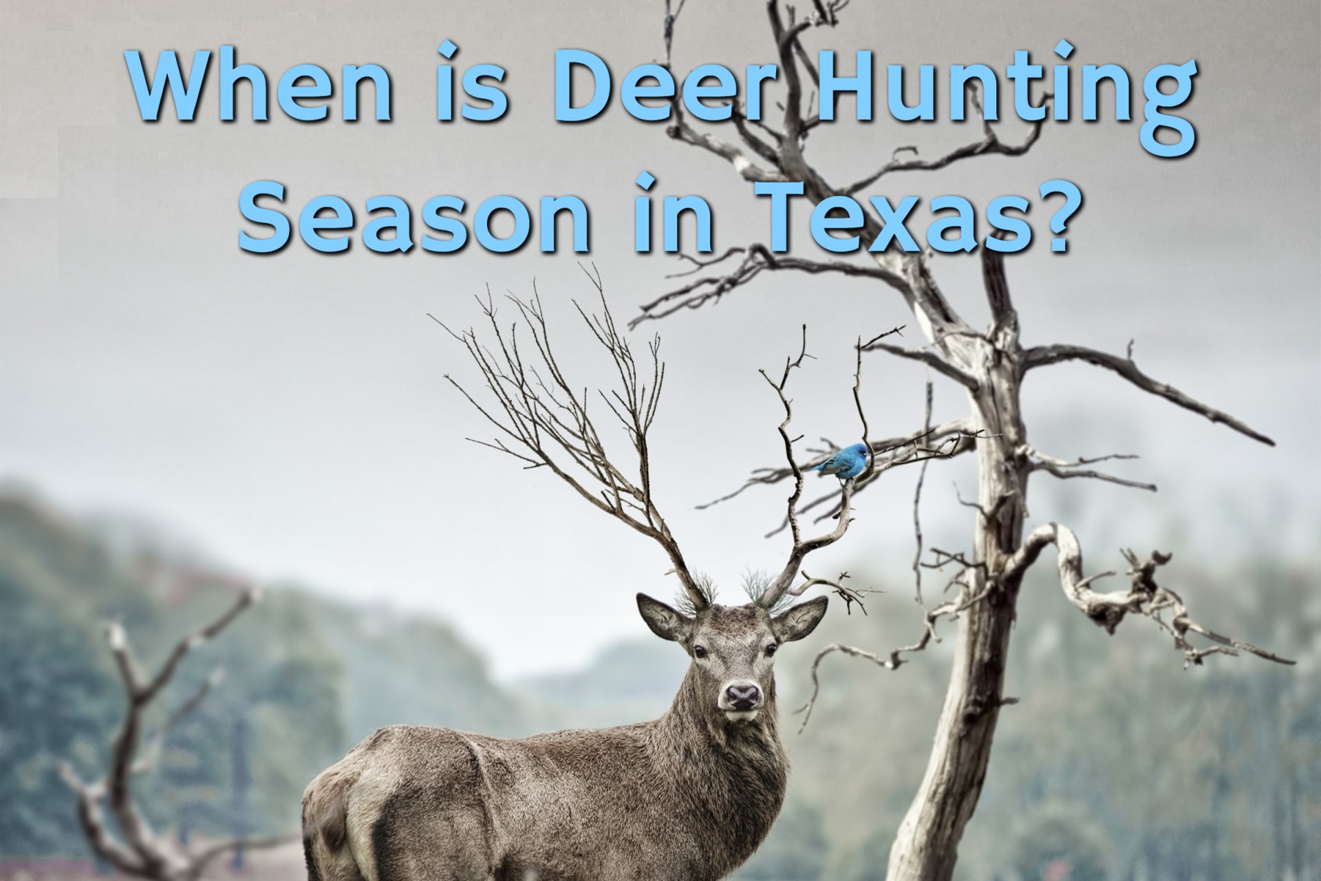 A lone deer standing next to a tree in winter, waiting for deer hunting season in Texas