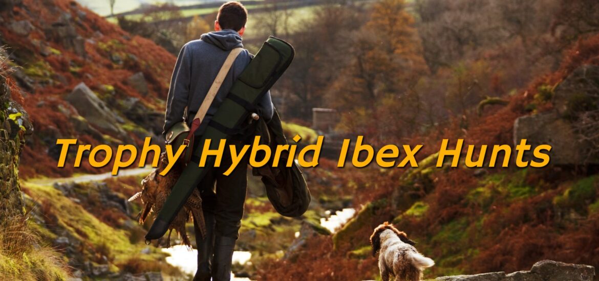 A hunter and his dog walking through a valley on hybrid ibex hunts
