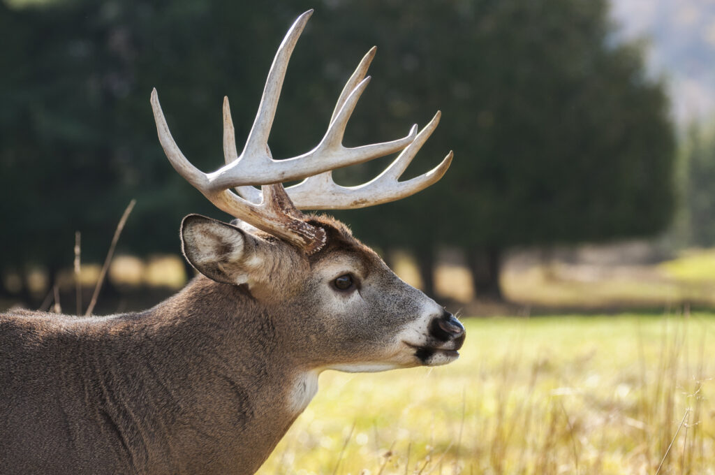 Hunting Deer in Texas