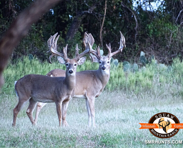 Whitetail Hunts in Texas Habitat provided by Squaw Mountain Ranch