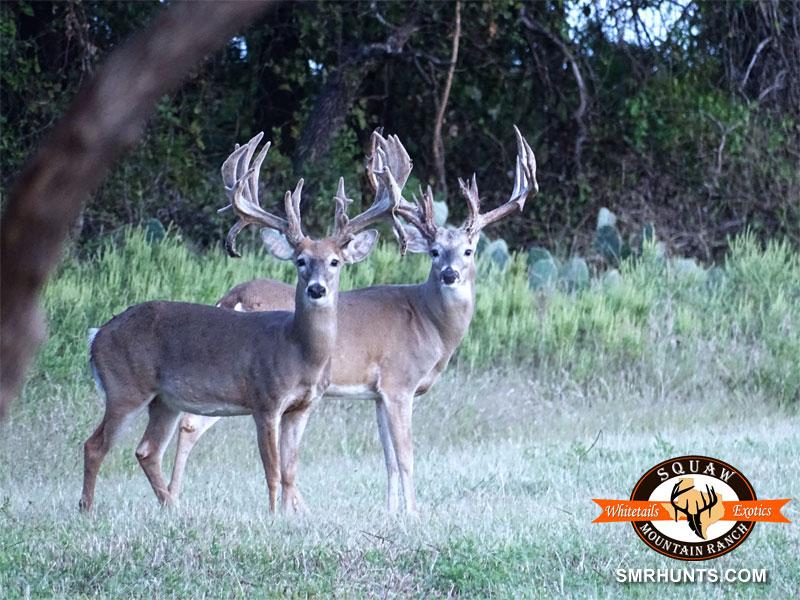 Whitetail Hunts in Texas Habitat provided by Squaw Mountain Ranch