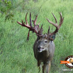 Whitetail Hunts Texas Squaw Mountain Ranch