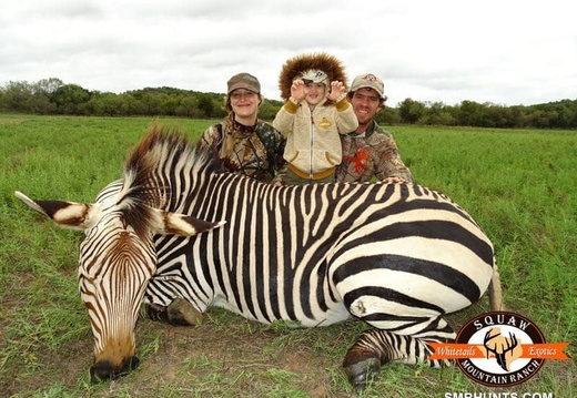 Zebra Hunts