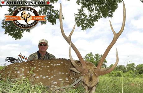 Axis Deer Hunting Texas