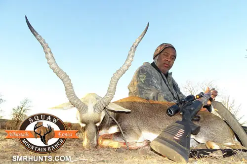 Blackbuck Antelope Huntint texas