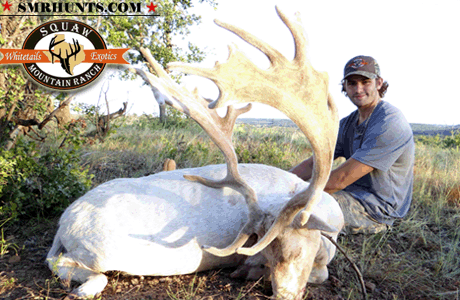 Fallow Deer Hunting texas