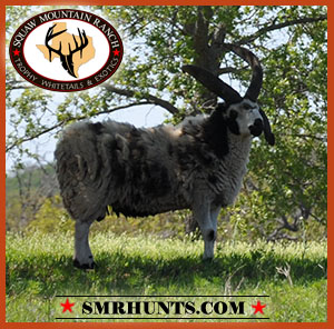 Four Horn Sheep Hunts texas