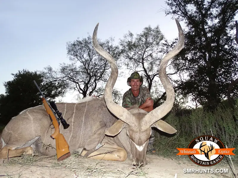 Kudu Hunting texas