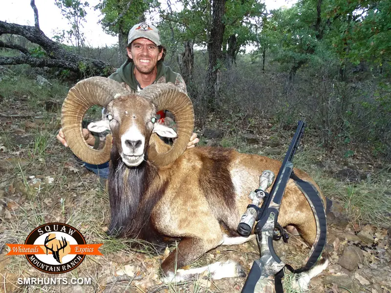 Mouflon Ram Hunting texas 2