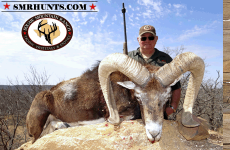 Mouflon Ram Hunting texas
