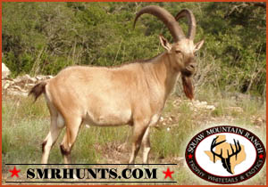 Nubian Ibex Hunts texas