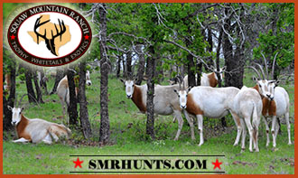 Scimitar Oryx Hunts texas