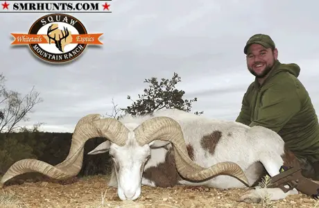 Texas Dall Ram Hunting 2