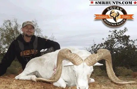Texas Dall Ram Hunting