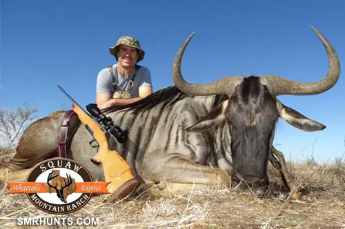 Wildebeest Hunts texas