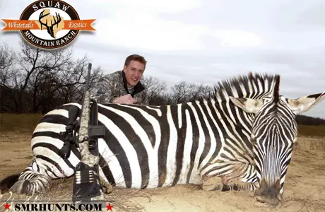Zebra Hunting texas 2
