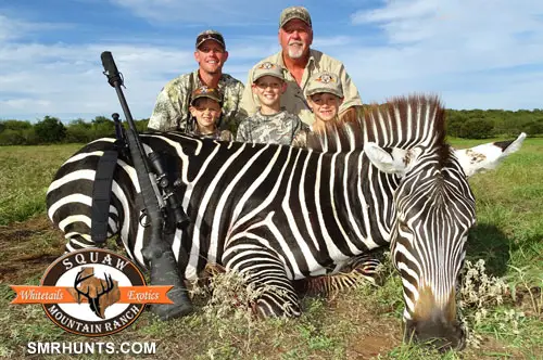 Zebra Hunting texas