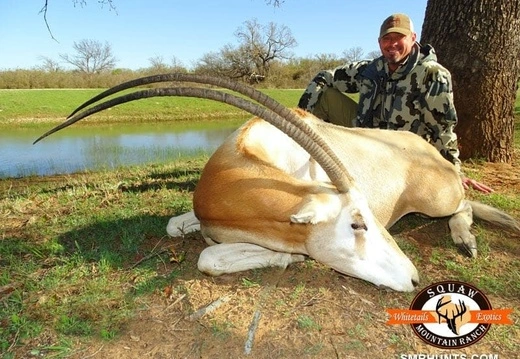 Scimitar Oryx Hunts
