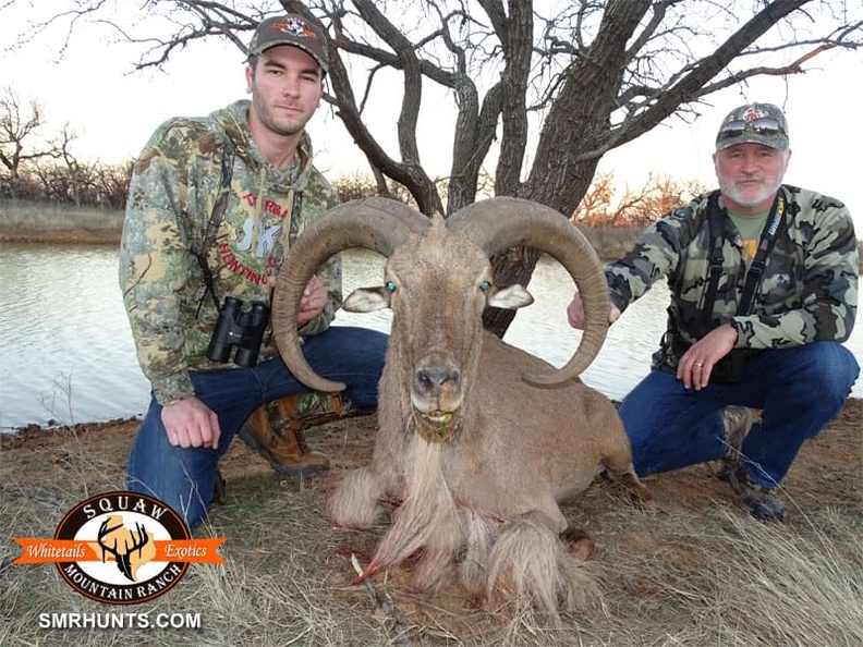 Aoudad Ewe Hunting in Texas
