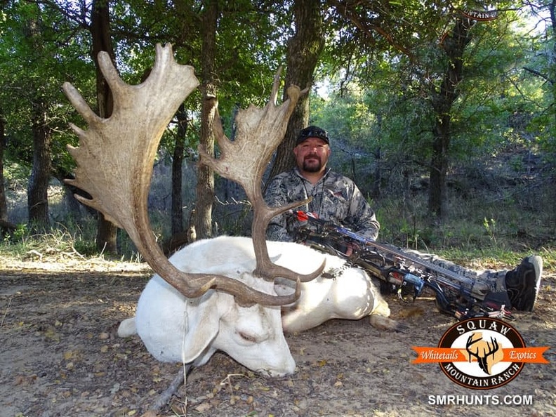 Fallow Deer Hunts in texas