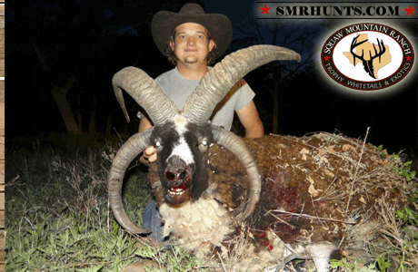 Four Horn Sheep Hunting texas