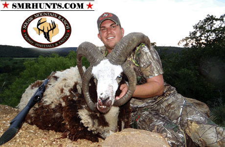 Four Horn Sheep Hunting texas