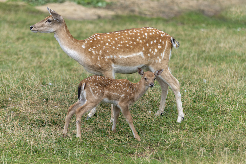 Mother roe and baby deer on the grass