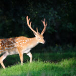 Adult whitetail deer standing in the meadow